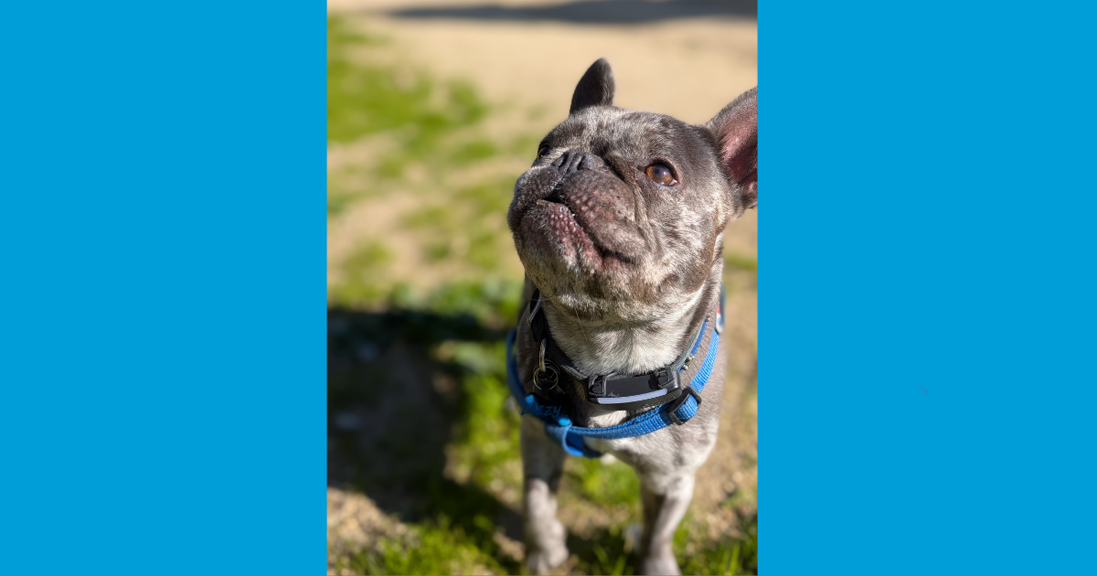 French Bulldog Outdoors French bulldog standing outdoors on grass, looking up