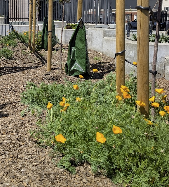 Golden California poppies in bloom beneath soft pink cherry blossom trees at Rincon Hill Dog Park in San Francisco