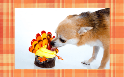 Gratitude, Community, and Caring: A Thanksgiving Message from Rincon Hill Dog Park