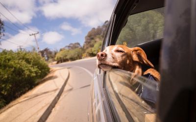 How To Reduce Anxiety For Your Dog When Traveling In The Car