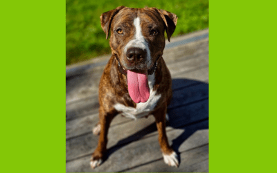 🌳 San Franciscans Unite for Fair Trees and Furry Friends