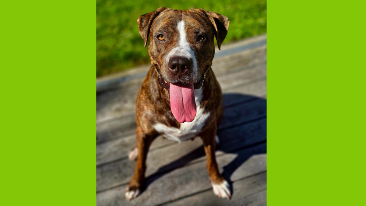 Smiling brown and white dog sitting on a sunny deck — Rincon Hill Dog Park community story.