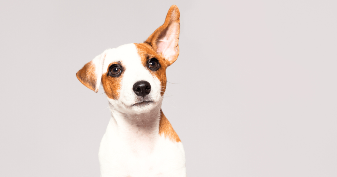 Updates and Community Call-to-Action: Supporting Rincon Hill Dog Park’s Sustainability and Safety