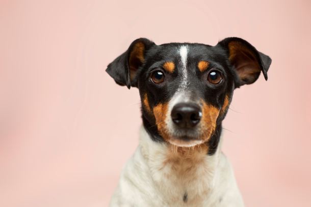 small dog staring into camera on pink background